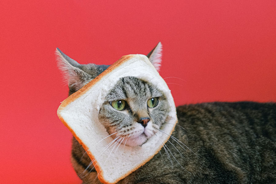Katze vor rotem Hintergund, die ihren Kopf durch eine Scheibe Toast gedrückt hat