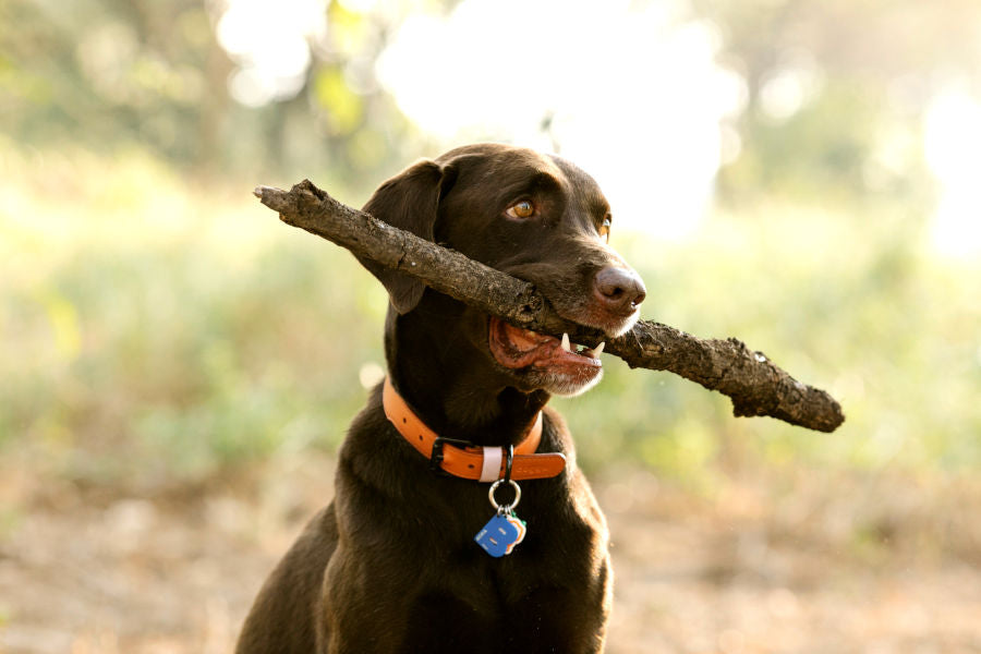 Chocolate labrador retriever with stick in its mouth plays in the forest