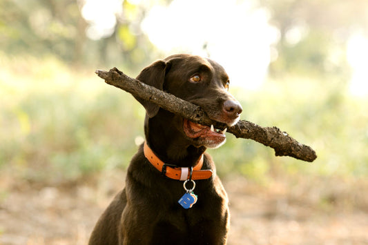 Chocolate labrador retriever with stick in its mouth plays in the forest